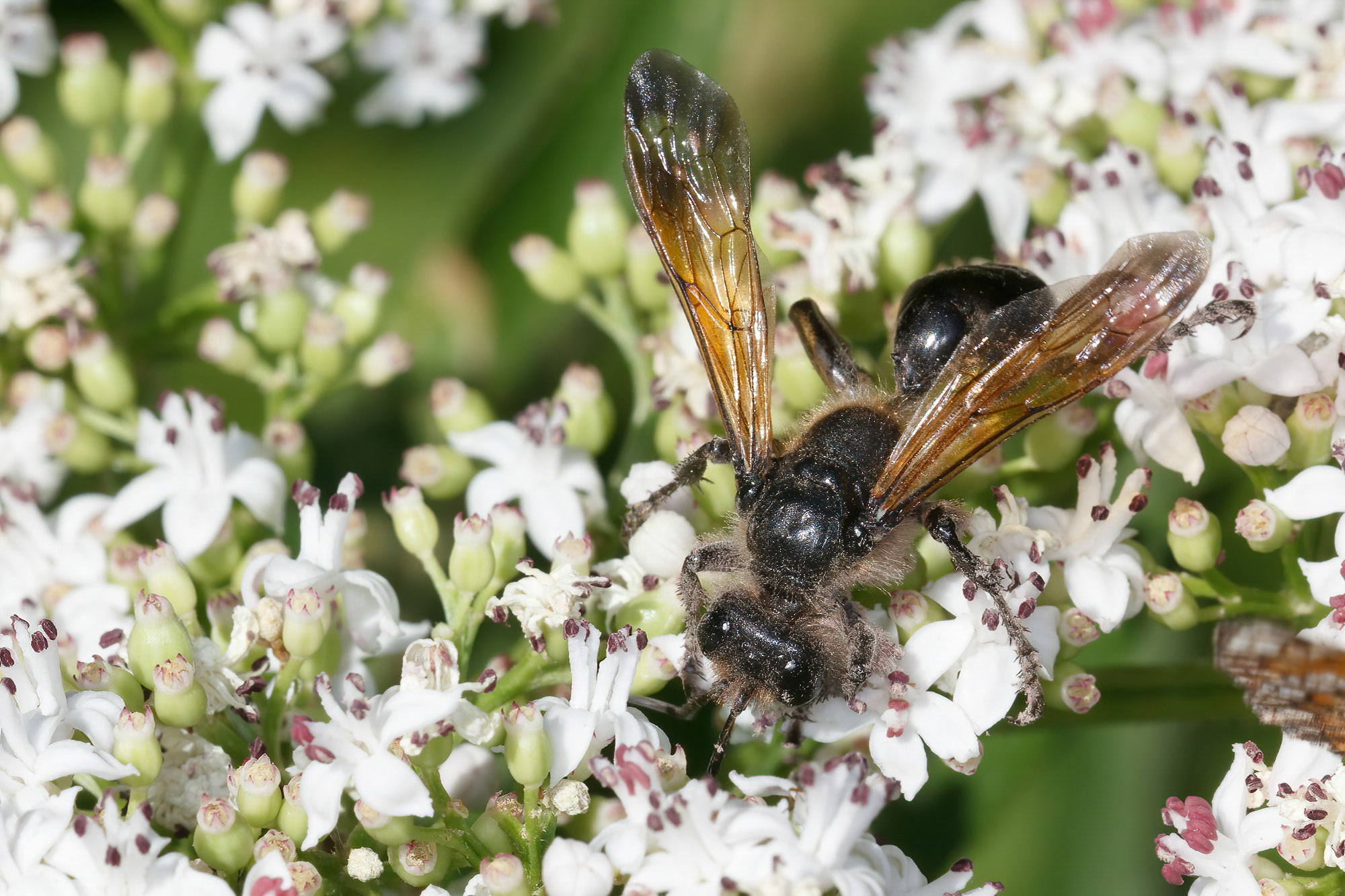 Isodontia paludosa